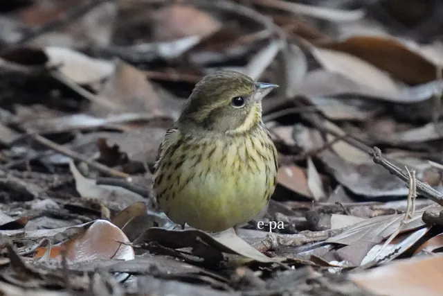 野鳥の写真