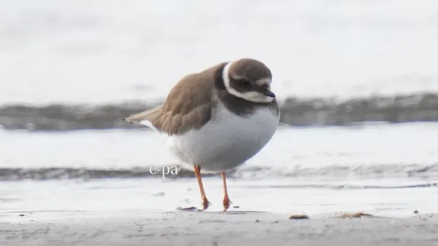 野鳥の写真