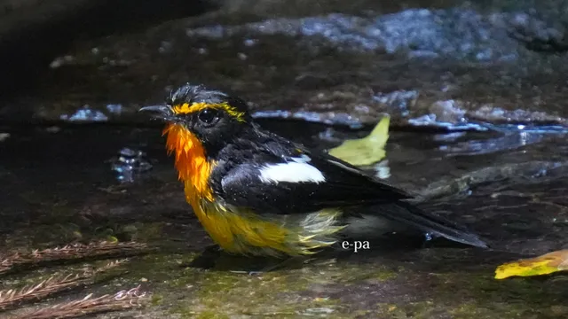 野鳥の写真