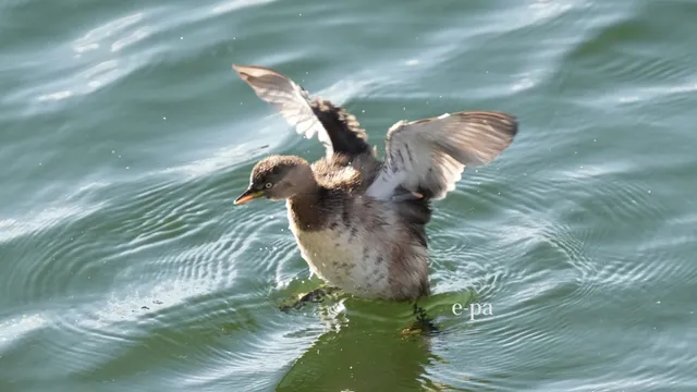 野鳥の写真