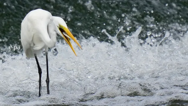 野鳥の写真