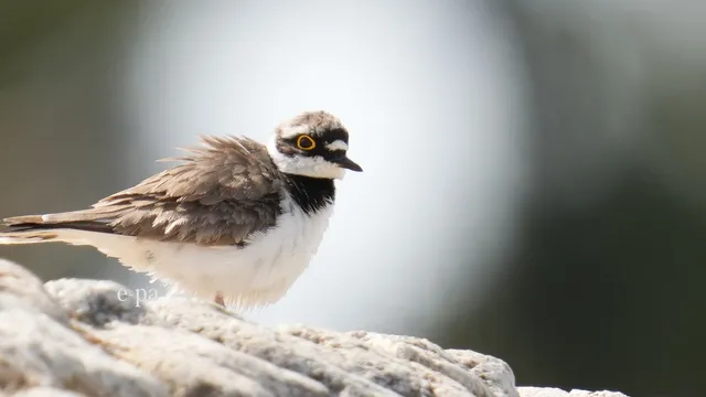 野鳥の写真
