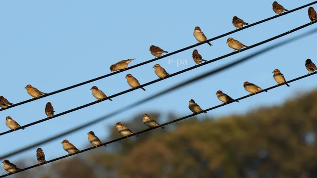 野鳥の写真