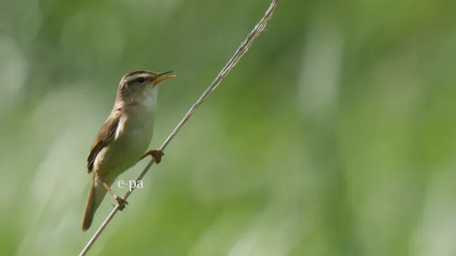野鳥の写真