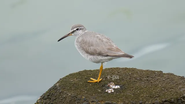 野鳥の写真