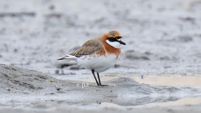 野鳥の写真