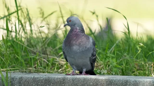野鳥の写真