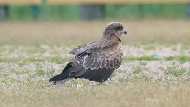 野鳥の写真