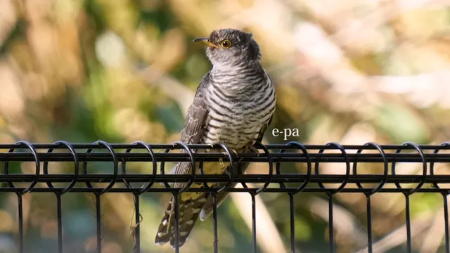 野鳥の写真