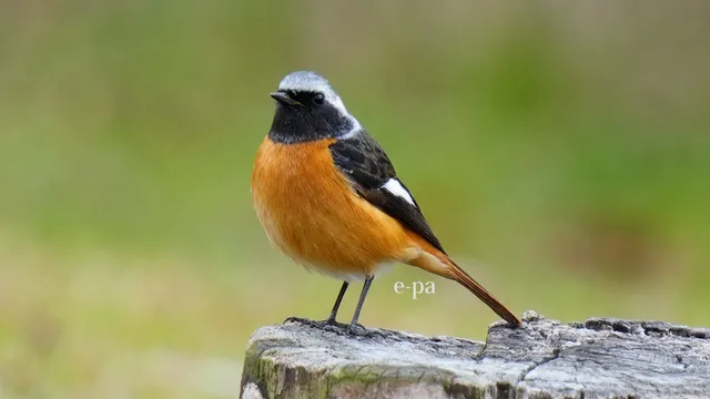 野鳥の写真