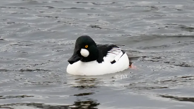 野鳥の写真