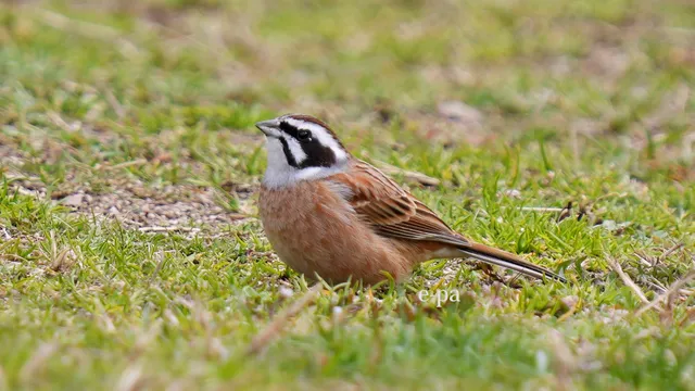 野鳥の写真
