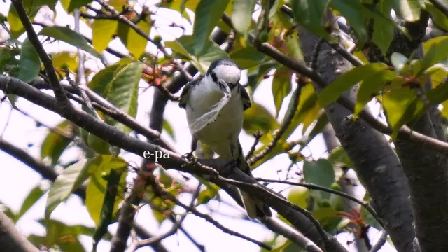 野鳥の写真