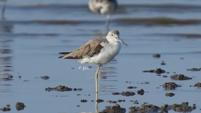 野鳥の写真