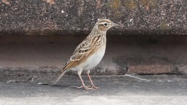野鳥の写真