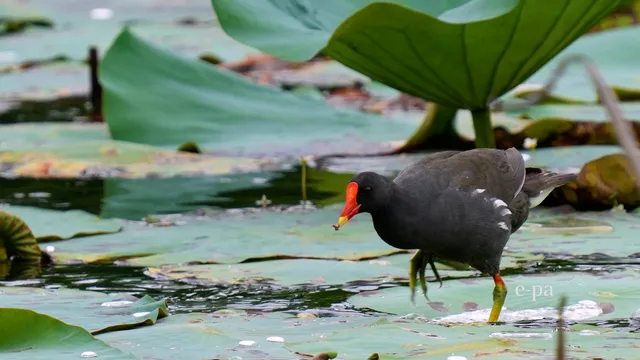 野鳥の写真