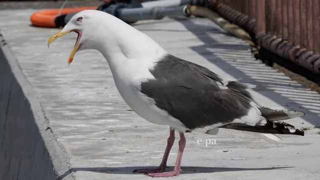 野鳥の写真