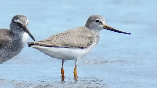 野鳥の写真