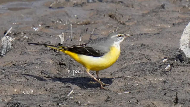 野鳥の写真