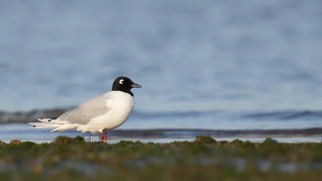 野鳥の写真