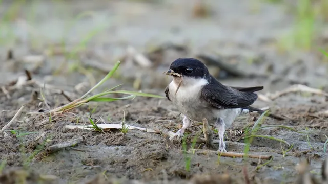 野鳥の写真