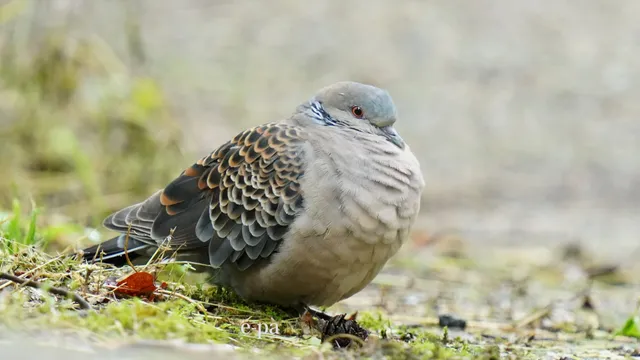 野鳥の写真