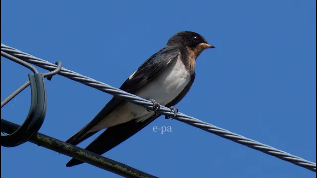 野鳥の写真