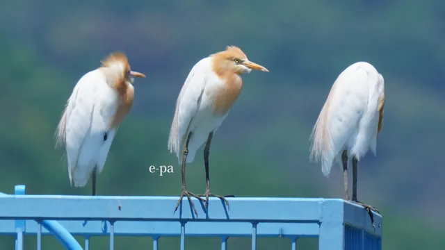 野鳥の写真