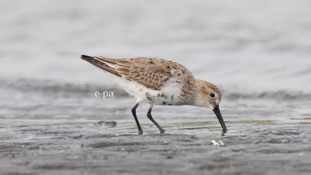 野鳥の写真