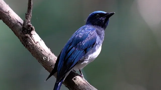 野鳥の写真