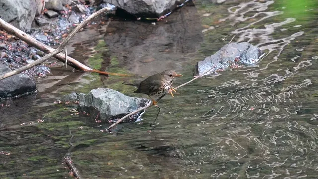 野鳥の写真