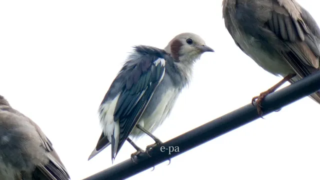野鳥の写真