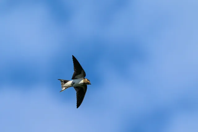 Species Image