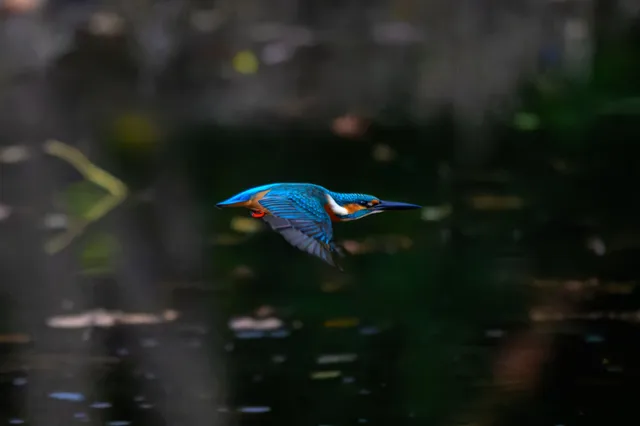 野鳥の写真
