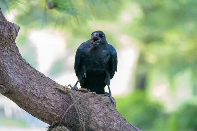 Species Image