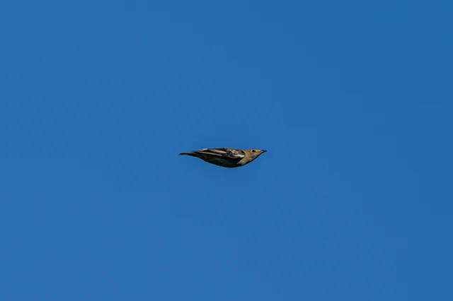 Species Image