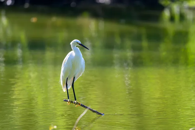 Species Image