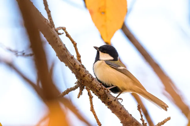 Species Image