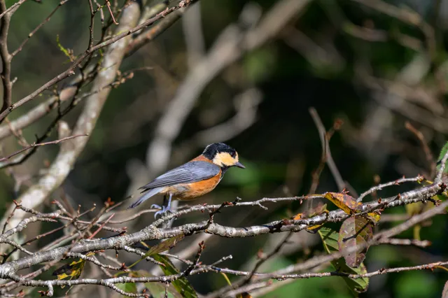 Species Image