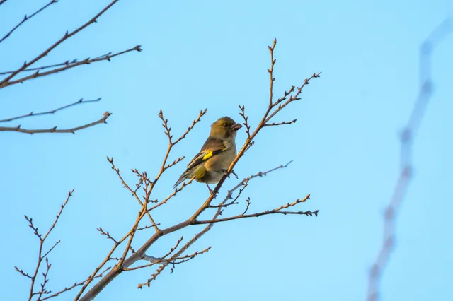 Species Image