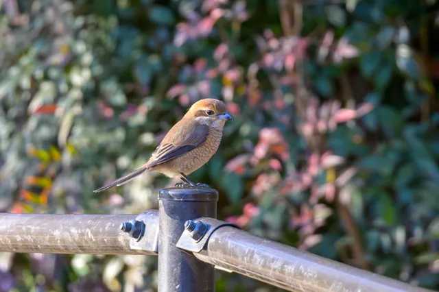 Species Image