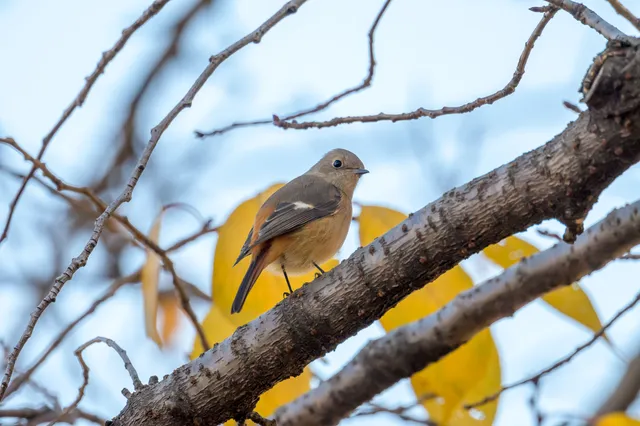 Species Image