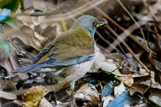 Species Image