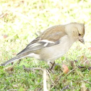 Species Image