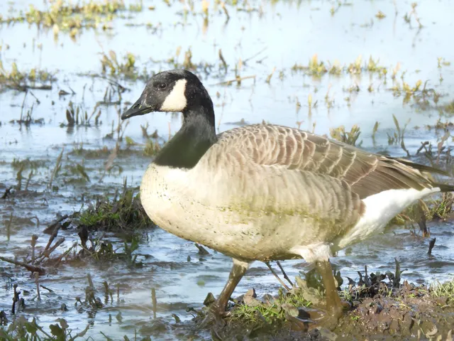 Species Image