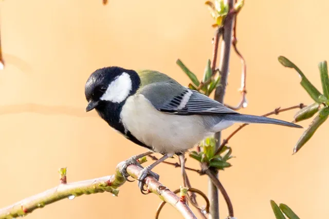 Species Image