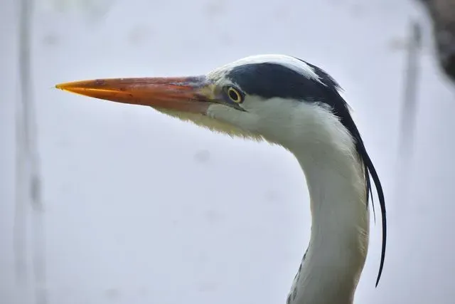 Species Image