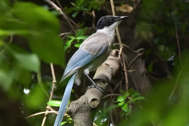 Species Image