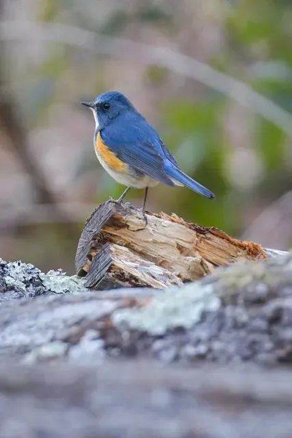 Species Image