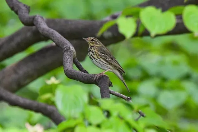 Species Image
